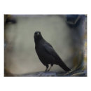 Search for corvidae posters Raven