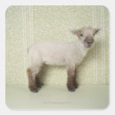 Search for wallpaper stickers Animal