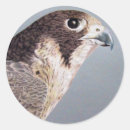 Search for peregrine falcon stickers Bird of prey