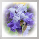 Search for white iris posters Nature