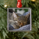 Search for domestic shorthair cat christmas tree decorations Kitten