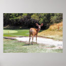 Search for deer photography Forest