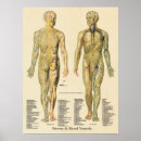 Search for arteries and veins posters Anatomy