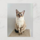 Search for bengal cats postcards Animal