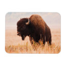 Search for herd magnets Brown