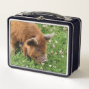 Search for pig lunch boxes Animals