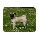 Search for playing magnets Canine photographer