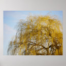 Search for weeping Tree