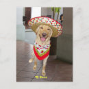 Search for perros postcards Dog