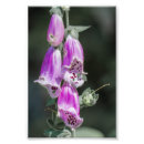 Search for digitalis posters Foxglove
