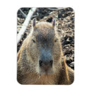 Search for capybara magnets Cute