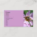 Search for cosmos photography Floral