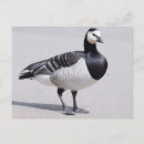 Search for barnacle postcards Goose