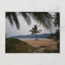 Search for coconut trees postcards Sea