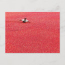 Search for cranberries postcards Red