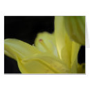 Search for lilium cards Botanical