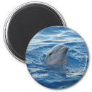 Search for dolphins magnets sealife