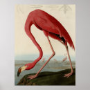 Search for american flamingo posters Birds of america