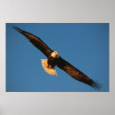 Search for birds of prey posters Patriotic