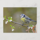 Search for bird tree postcards Animal