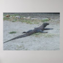Search for komodo dragon posters Nature