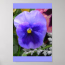 Search for pansy posters Blue