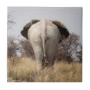 Search for rear tiles Animal