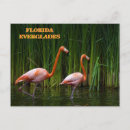 Search for daytona beach postcards Flamingo