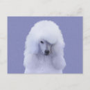Search for white standard poodle postcards Dog