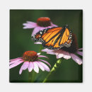 Search for monarchs magnets Flowers