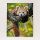 Search for cute red panda puzzles Bear