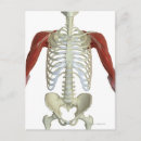 Search for muscles postcards Medical