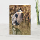 Search for heron cards Feathers