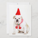 Search for elf photography Pets