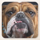 Search for english bulldog coasters Dog lover