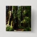 Search for redwoods badges Forest