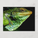 Search for iguana image Green