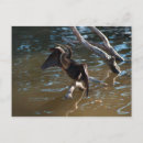 Search for anhinga postcards Nature