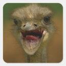 Search for ostrich stickers Wildlife