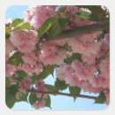 Search for cherry tree square stickers Flower