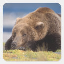 Search for omnivore stickers Wildlife