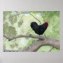 Search for chicken birds rooster chickens posters Fowl