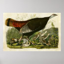 Search for wild birds posters Turkey