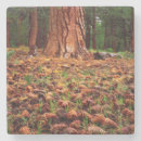Search for pine tree coasters Blue