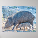 Search for pig posters Javelina