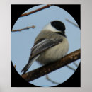 Search for capped chickadee posters Chickadees