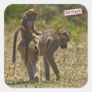 Search for baboon stickers Animal