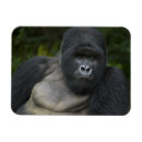 Search for silverback gorilla magnets Ape