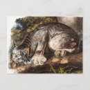 Search for lynxes postcards Canada lynx