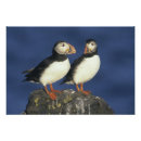 Search for two pair Beak